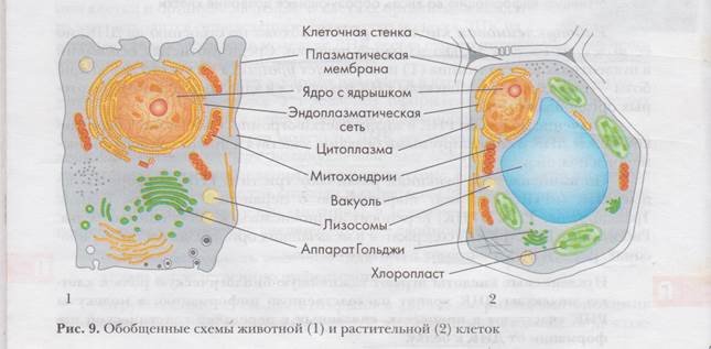 Строение животной и растительной клетки 5 класс. Как устроена клетка водорос.