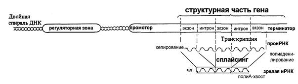 Схема жакоба и моно