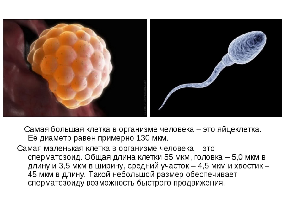 Самые тяжелые организмы. Самая Маленн клетка в организме. Размер клетки человека. Яйцеклетка человека. Яйцеклетка самая большая клетка.