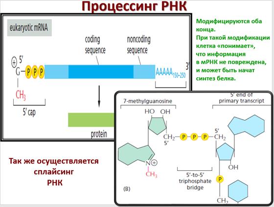 Установите последовательность этапов посттрансляционной модификации. Посттранскрипционный процессинг РНК. Этапы процессинга РНК. Посттранскрипционный процессинг биохимия. Посттрансляционные модификации РНК.