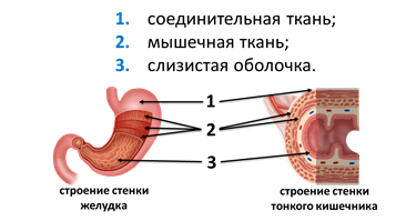 Ткань стенки желудка. Строение стенки желудка схема. Схематическое строение стенки желудка. Строение слоя стенки желудка. Тканевое строение желудка.