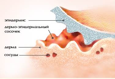 Шпаргалка: Меристемы или образовательные ткани