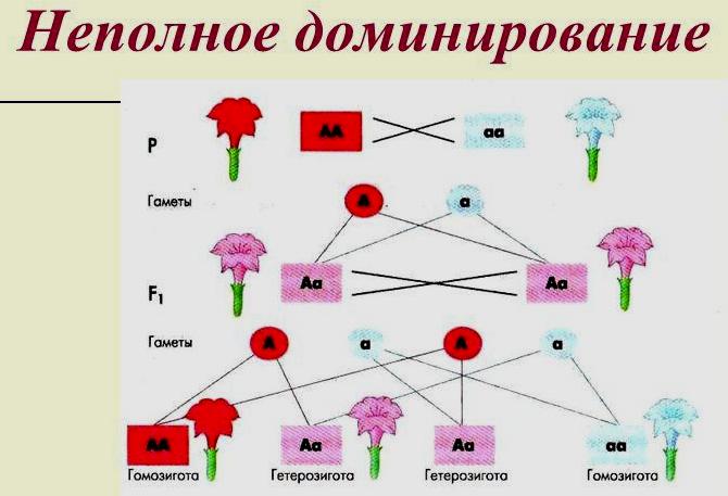 Неполное доминирование признака у гетерозигот. Неполное доминирование схема. Гетерозигота при неполном доминировании. Задача на неполное доминирование цветки.