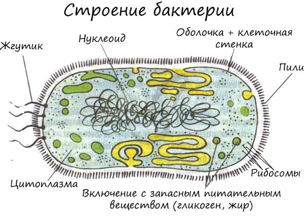 Реферат: Доядерные организмы