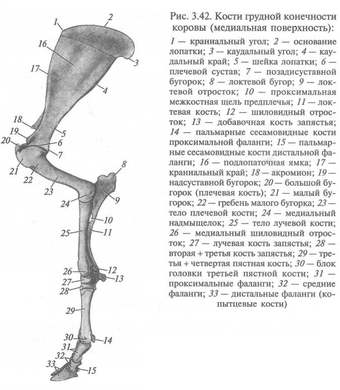 Гребень малого бугорка плечевой кости