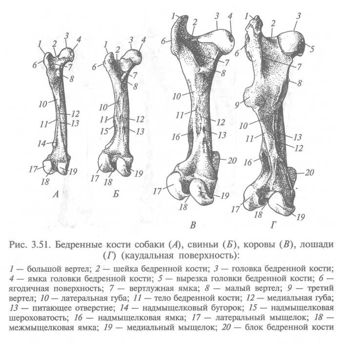 Схема бедренной кости