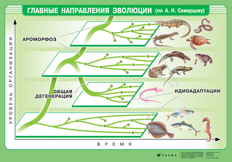 Рассмотрите рисунок на котором представлена схема путей достижения биологического прогресса