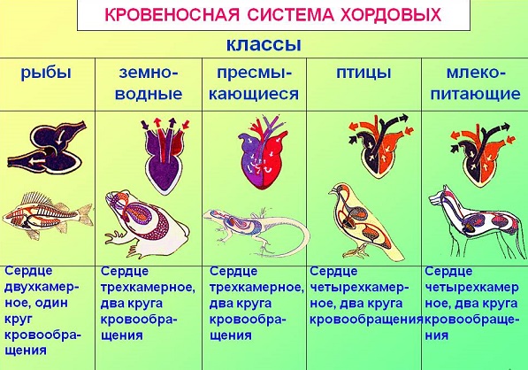 Схема классификации типа хордовых