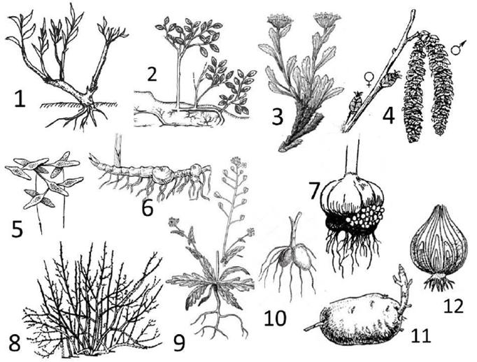 Жизненные формы растений рисунок