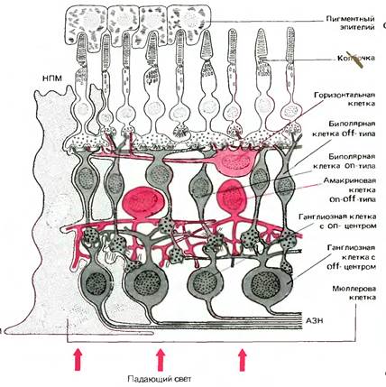 Схема сенсорные преобразования в фоторецепторах