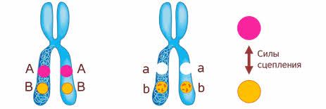 Сколько групп сцепления у гороха. Хромосомы гороха. Горох набор хромосом. Количество пар хромосом гороха. Хромосомы гороха есть ли.