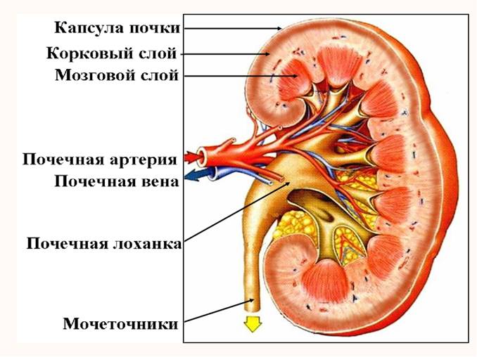 Микроскопическое строение почки схема