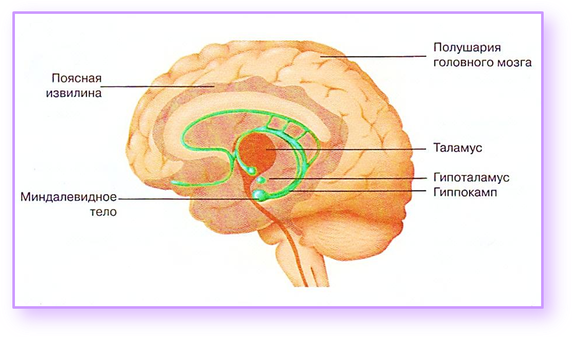 Лимбическая структура мозга. Лимбическая зона мозга. Состав лимбической системы мозга. Структуры лимбической системы головного мозга функции. Гиппокамп лимбическая система.