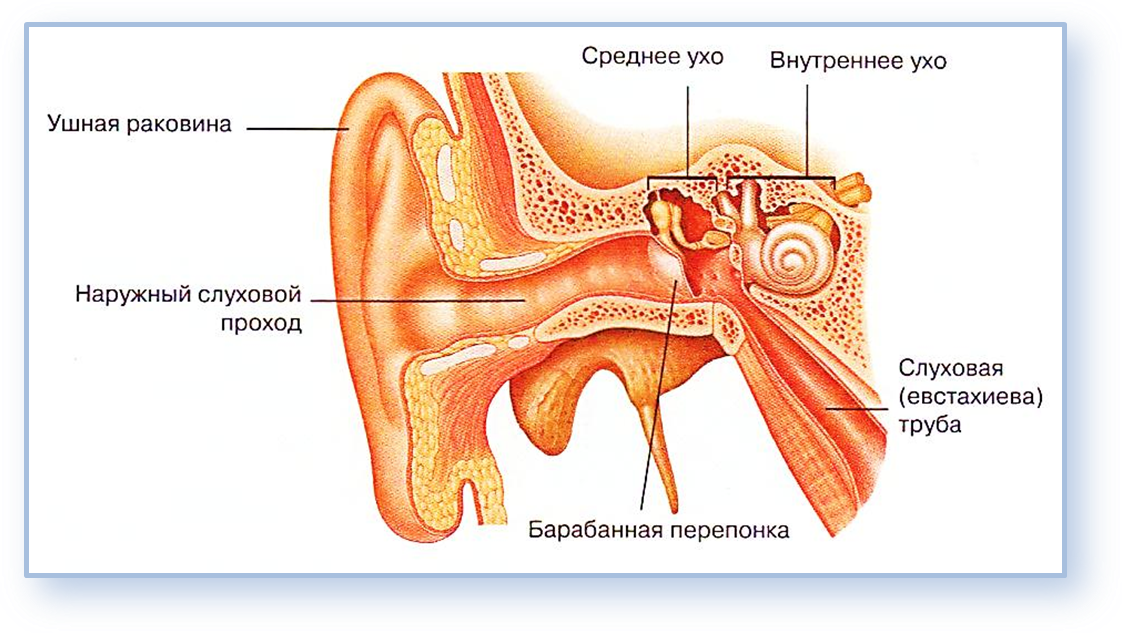 Части уха наружное среднее внутреннее. Слуховой аппарат строение уха. Слуховой анализатор наружное среднее внутреннее ухо. Слуховой анализатор отит. Слуховой аппарат человека анатомия.