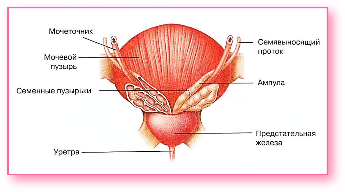 Мочевой у мужчины расположение. Строение предстательной железы доли. Семенные пузырьки анатомия строение. Анатомия предстательной железы у мужчин. Простата и семенные пузырьки.