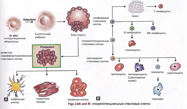 Какой класс схемы кроветворения содержит унипотентные клетки