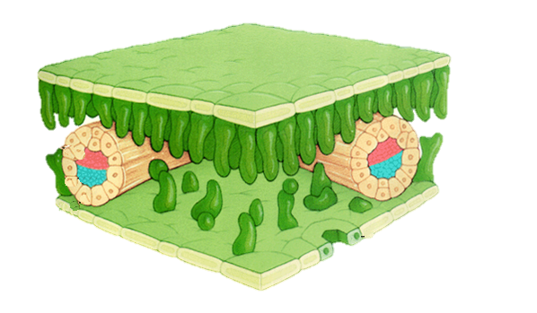 На рисунке изображено поперечное сечение листа растения рассмотри рисунок и дополни текст