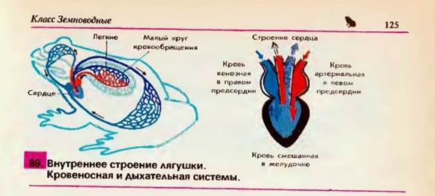 Кровь в сердце у земноводных. Кровеносная система лягушки. Дыхательная система лягушки. Кровеносная система земноводных. Круги кровообращения земноводных.