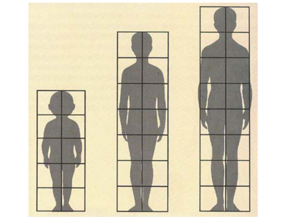 8 частей человека. Пропорции человека. Пропорции фигуры человека. Пропорции человека рисунок. Соотношение частей тела рисование.