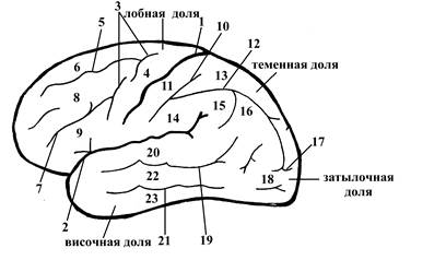 Теменную долю от лобной отделяет борозда