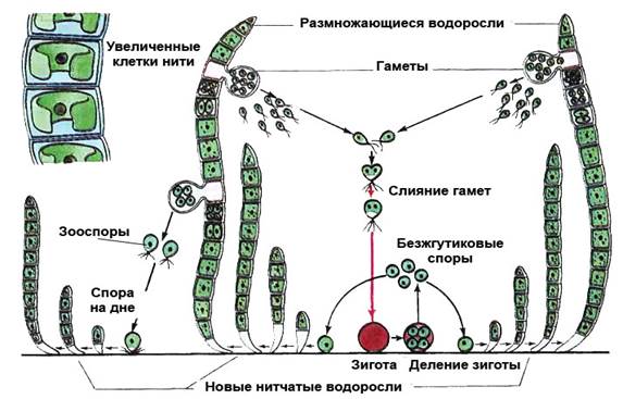 4 признака водорослей. Жизненный цикл зеленых водорослей схема. Цикл развития зеленых водорослей схема. Зеленые водоросли образуют зооспоры. Жизненный цикл зооспоры.