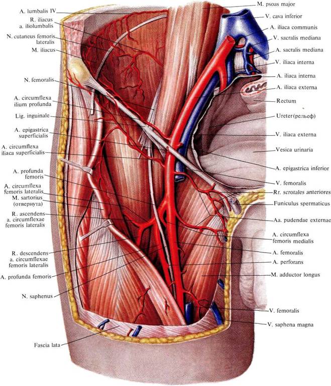 Вена в паху у мужчин. Наружная подвздошная артерия и Вена. Топография подвздошных сосудов. Бедренная артерия и Вена анатомия. Наружная подвздошная артерия анатомия и топография.
