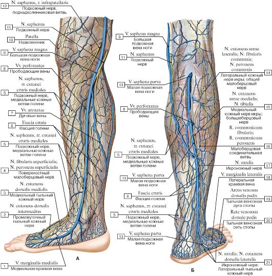 Анатомия вен ноги. Большая подкожная Вена нижней конечности. Суральные вены голени анатомия. Малая подкожная Вена бедра.