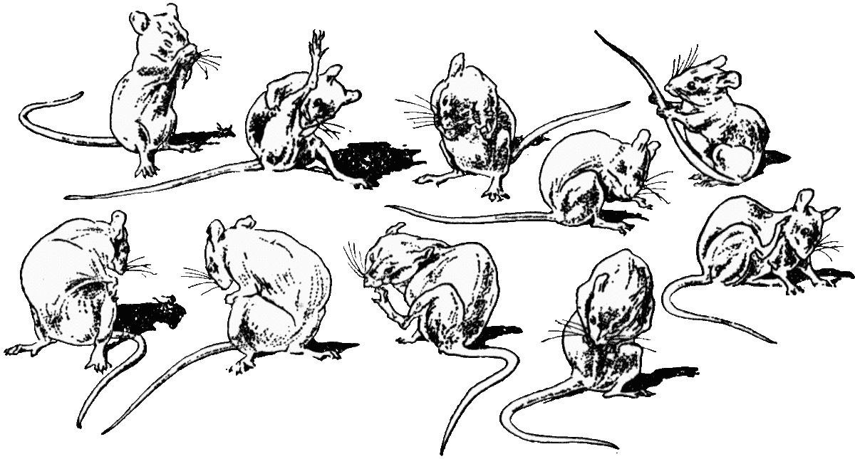 Крыса в разных ракурсах. Мыши в разных ракурсах. Крыса иллюстрация. Крыса в движении. Развитие мышей