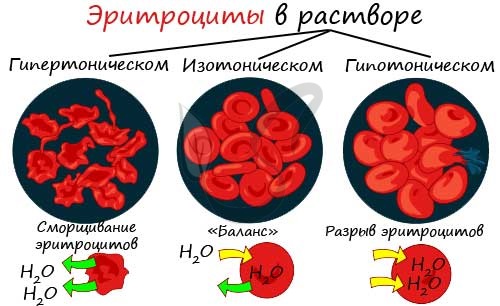 В проведенном опыте результаты которого изображены на рисунке эритроциты поместили