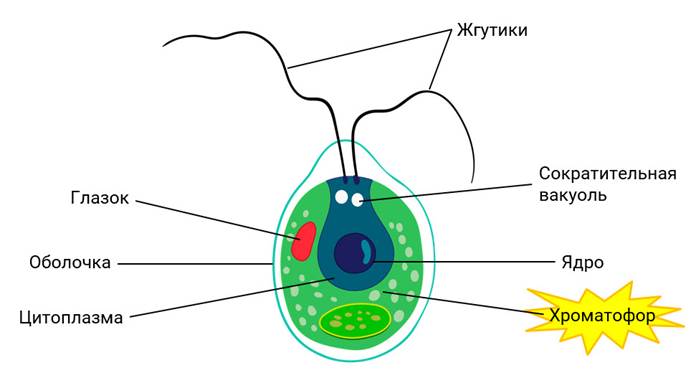 Жгутики клеточный рот. Строение хламидомонады. Клетка водоросли. Хламидомонада строение рисунок. Строение хламидомонады рисунок с подписями.