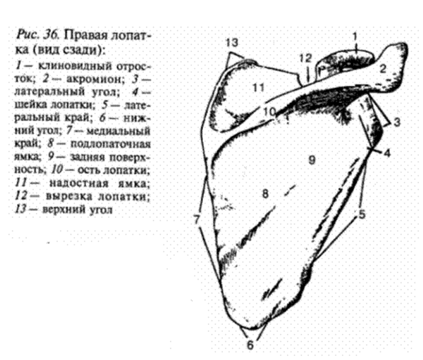 Медиальный и латеральный край