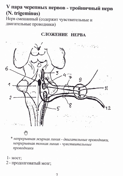 Вторая ветвь тройничного нерва