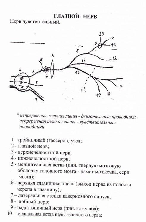 Ветви крылонебного узла