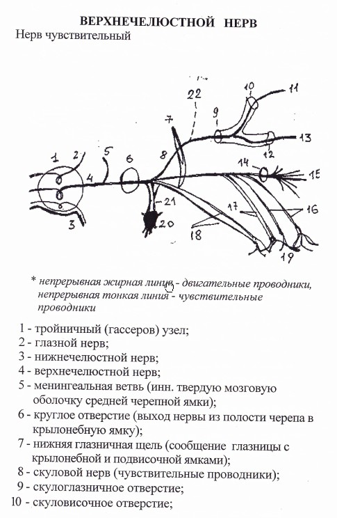 Ветви нижнечелюстного нерва схема. Верхнечелюстной нерв схема. Верхнечелюстная артерия ветви схема. Нижнечелюстной нерв схема.