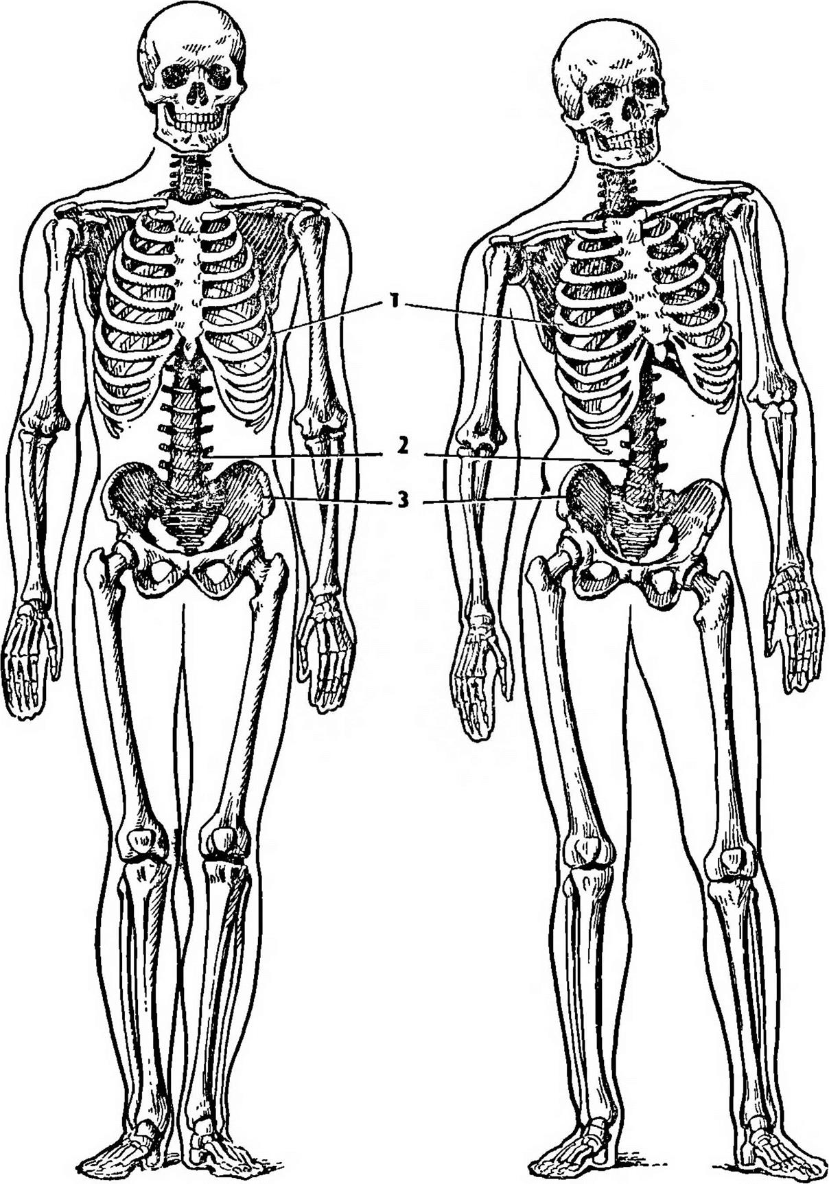Рисунок скелета в организме. Биомеханика опорно-двигательного аппарата человека. Опорно двигательный аппарат скелет туловища. Скелет туловища пластическая анатомия. Анатомия Ода опорно-двигательного аппарата.