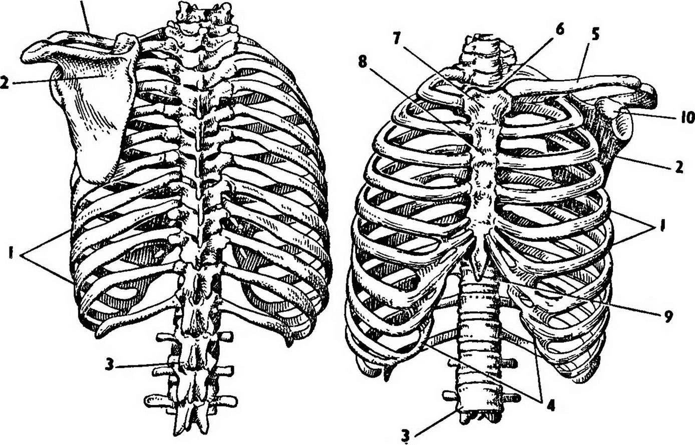 Показать ребра человека. Грудная клетка с ребрами и грудиной. Анатомия грудной клетки: Грудина. 12 Пар рёбер в грудной клетке. Грудная клетка анатомия 10 ребро.