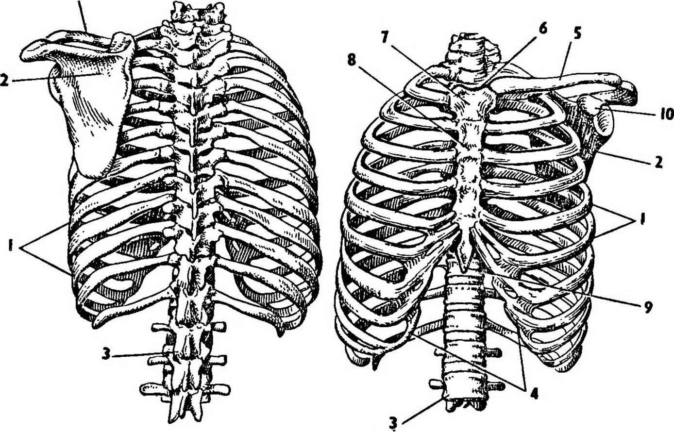 9 10 ребро. Грудная клетка, рёбра, Грудина. Анатомия грудной клетки: Грудина. Грудная клетка анатомия 10 ребро. Грудная клетка пластическая анатомия.