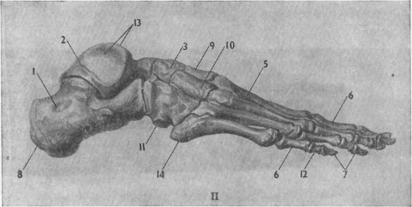 Строение скелета стопы человека фото