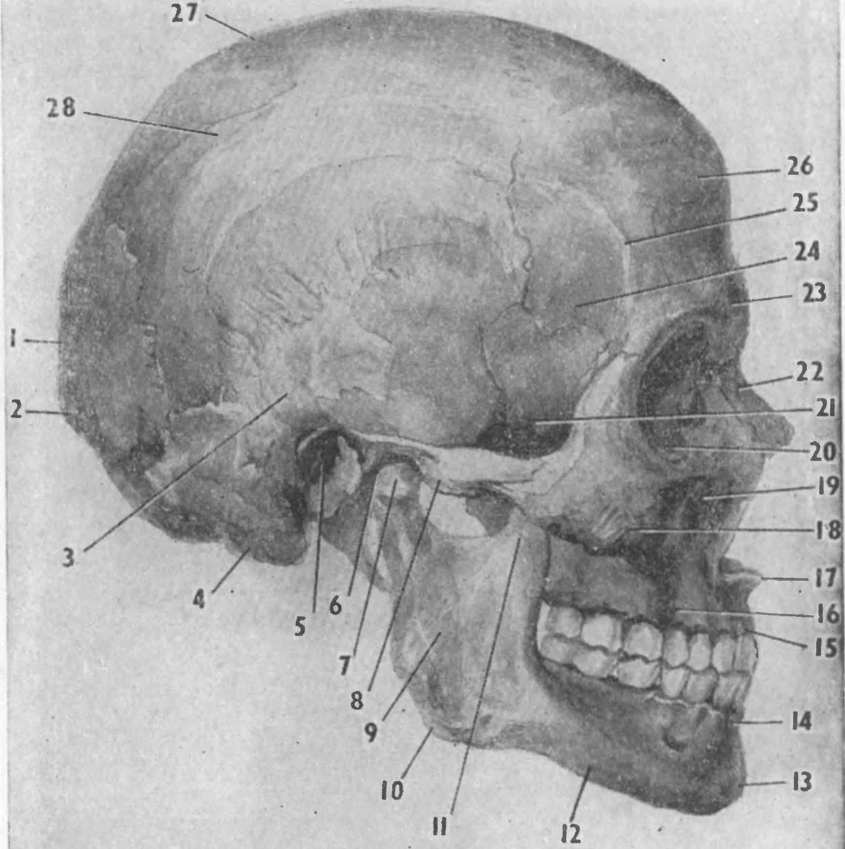 Основание затылка. Бугры затылочной кости анатомия. Затылочная кость черепа анатомия. Затылочная кость черепа анатомия строение. Кости головы анатомия затылочная кость.