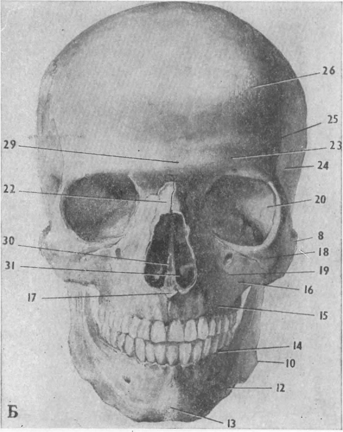 Клыковая ямка. Анатомия скуловой кости черепа. Клыковая ямка верхней челюсти. Клыковая ямка верхней челюсти на черепе.