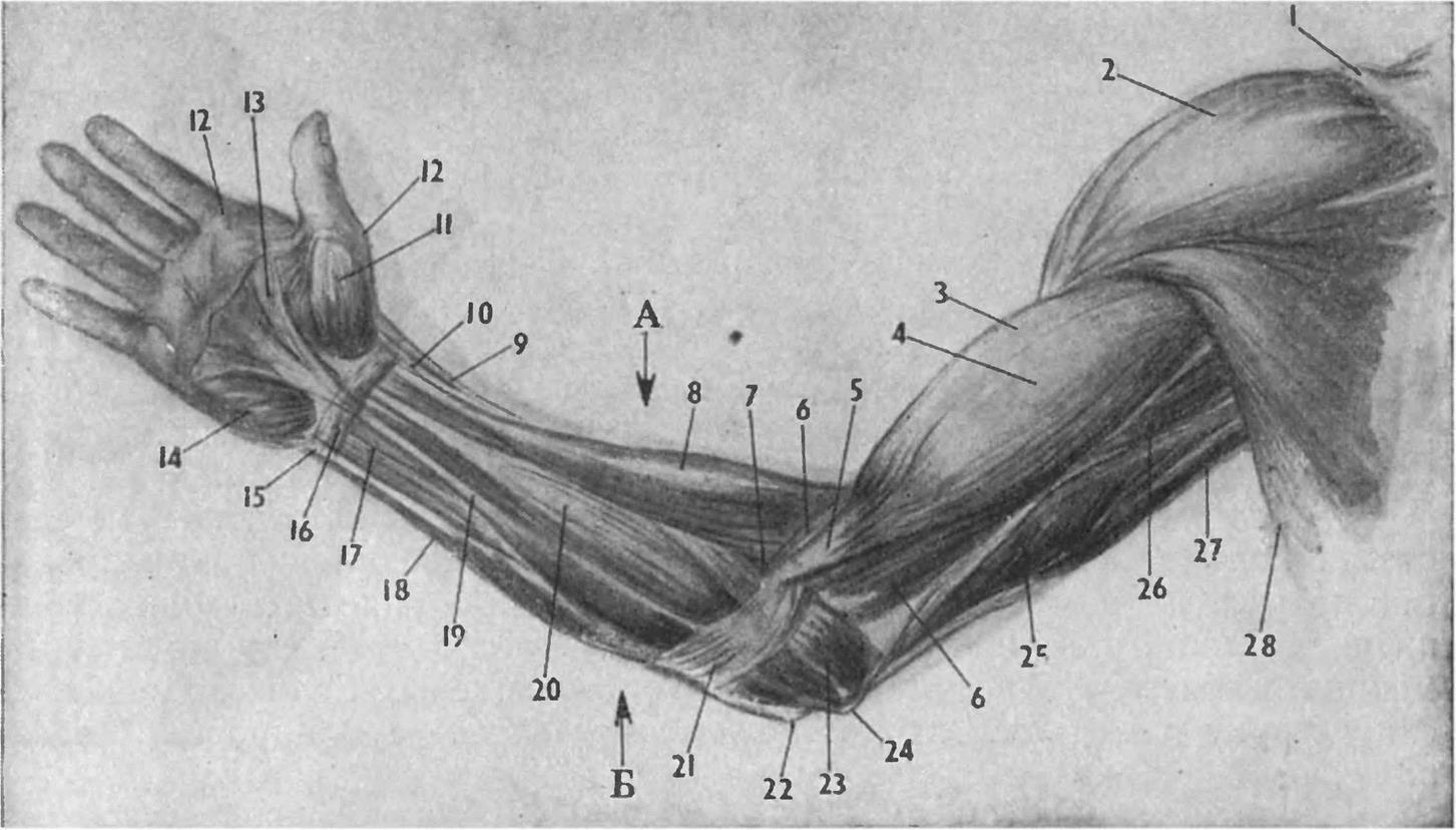 Локтевой сустав руки человека анатомия