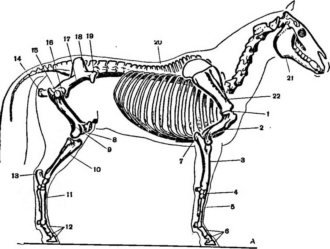 Телосложение лошади 5 букв. Скелет плечевой сустав лошади. Запястье лошади. Запястье лошади скелет. Плечевой пояс коровы.