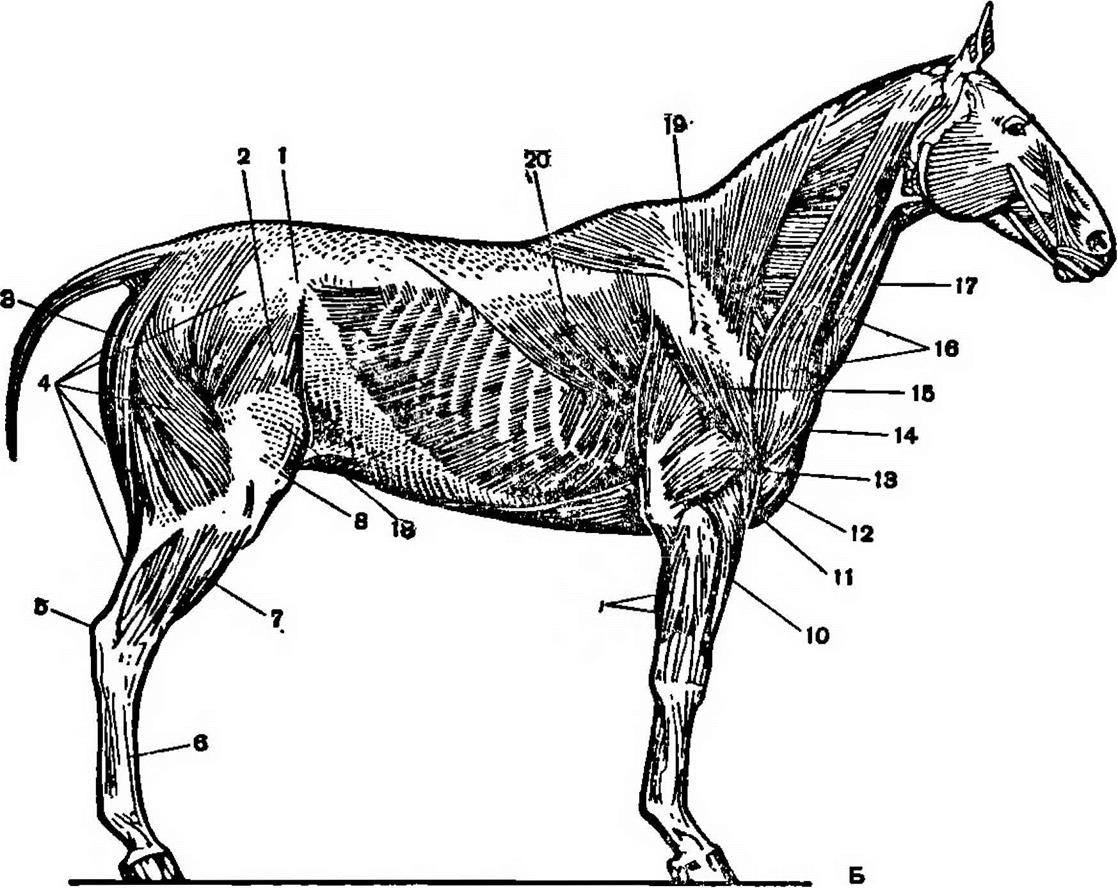 Телосложение лошади 5 букв. Пластическая анатомия животных. Телосложение лошади. Плечевой сустав животных анатомия. Локоть у лошади.