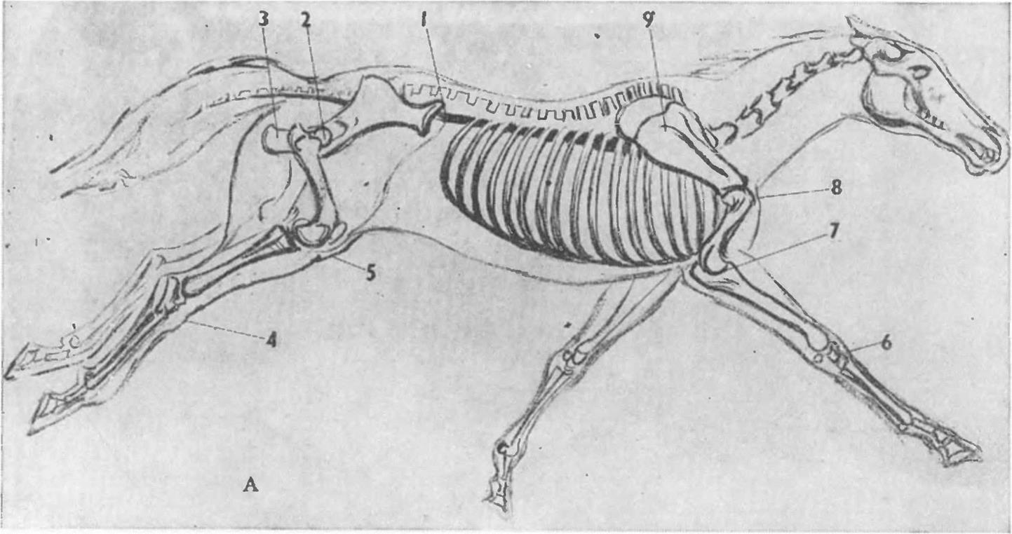 Расположение конечностей у млекопитающих. Маклок у лошади скелет. Плечевой пояс млекопитающих. Плечевой пояс лошади. Плечелопаточный бугор у лошади.