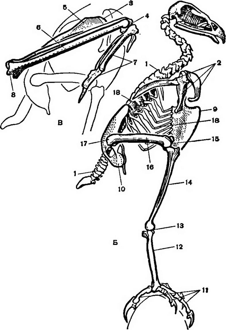 Пояса птиц. Скелет птицы в профиль. Пластическая анатомия птицы. Плечевой пояс птиц. Скелет плечевого пояса птицы.