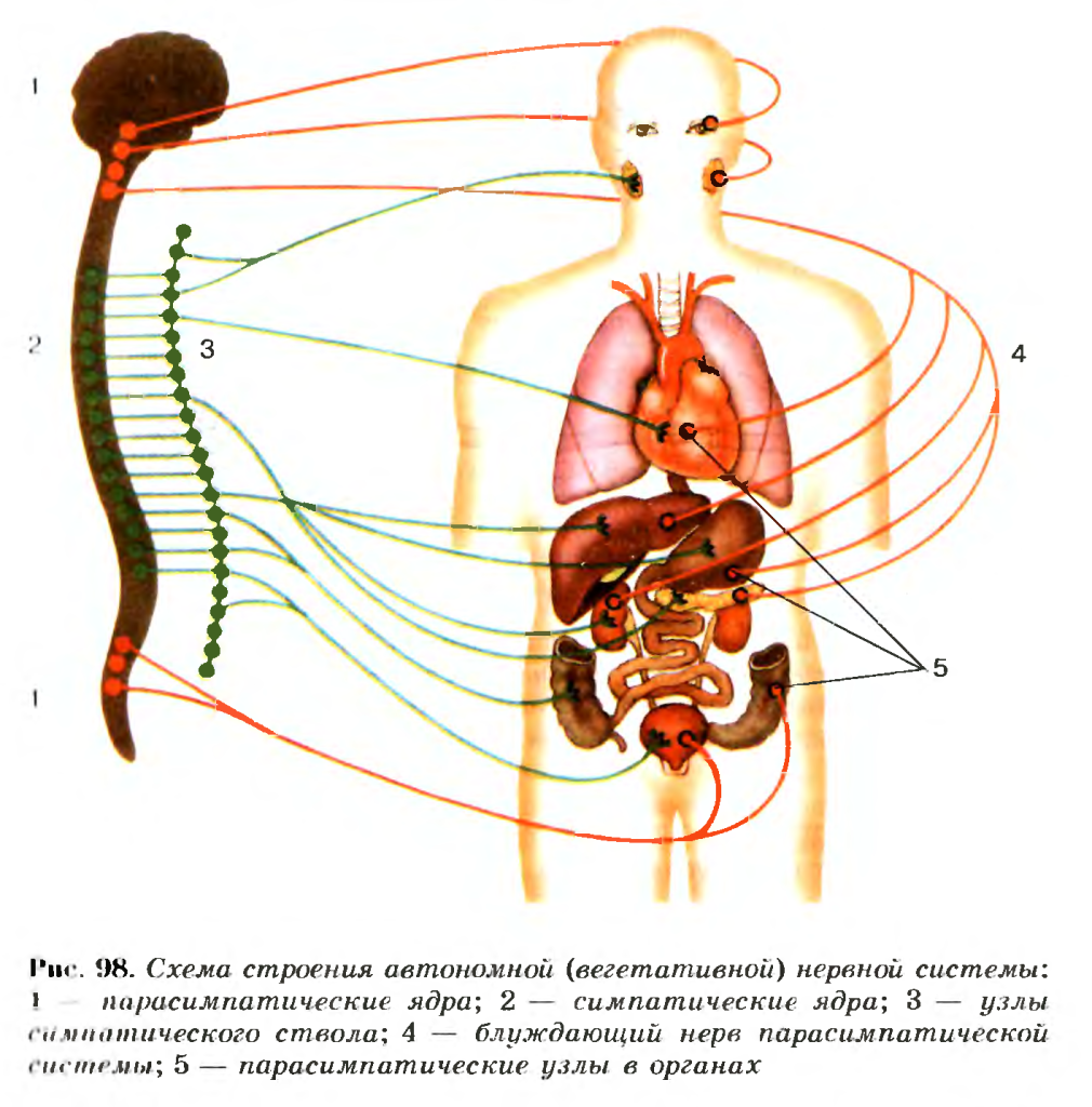 Схема строения парасимпатической и симпатической частей вегетативной нервной системы