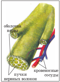 Оболочки нерва. Оболочки нервов. Назовите оболочки нерва. Скопление Пучков нервных волокон.