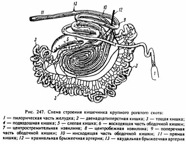 Схема кишечника собаки