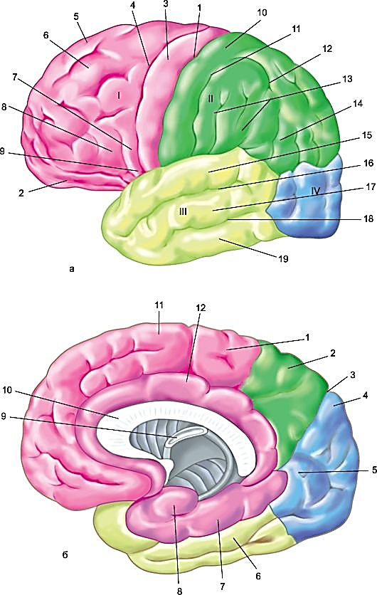 Содержит борозды и извилины какой мозг. Поверхности полушарий конечного мозга. Доли борозды и извилины головного мозга. Извилины полушарий головного мозга. Головной мозг строение извилины.