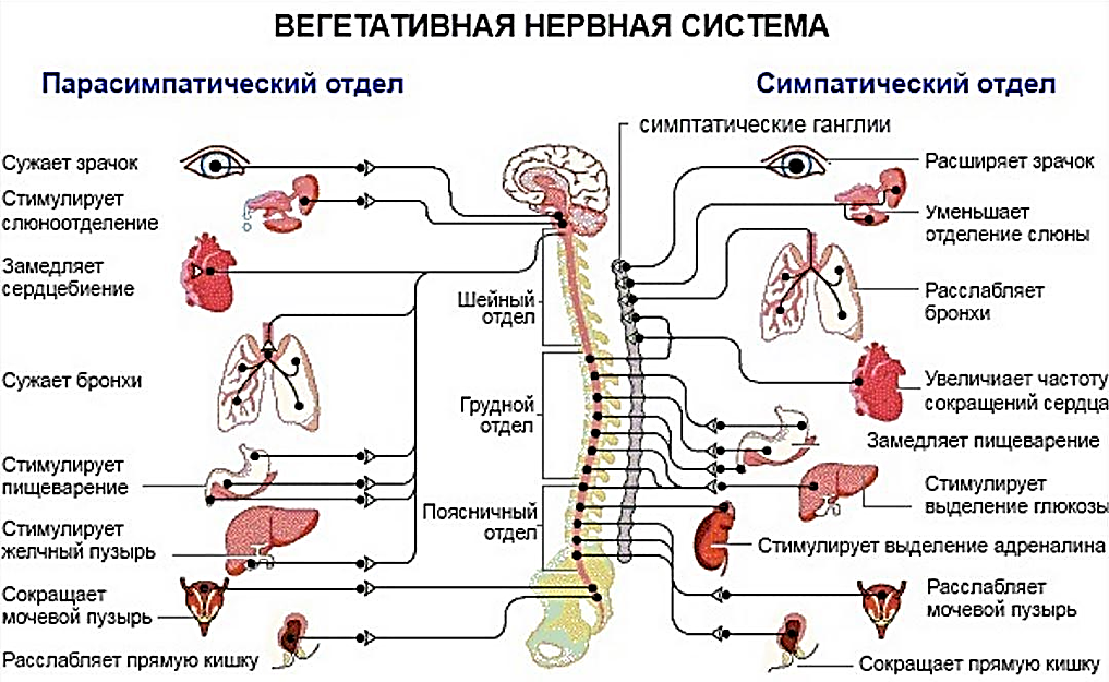 Деятельность вегетативной системы осуществляется. Симпатический и парасимпатический отделы нервной системы таблица. Вегетативная нервная система строение и функции. Симпатический отдел вегетативной нервной системы функции. Функции парасимпатической вегетативной нервной системы.